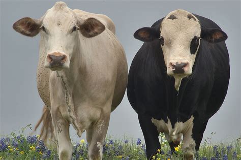 Photo 853 02 Two Fat Cows Standing In Bluebonnets On A