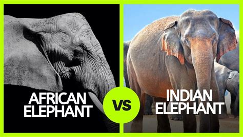 indian elephant  african elephant  comparisons