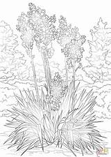 Yucca Yuca Plantas Flor Desierto Paginas sketch template