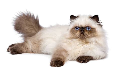 types of himalayan cats the himalayan cat cat breeds encyclopedia persian kitty cats
