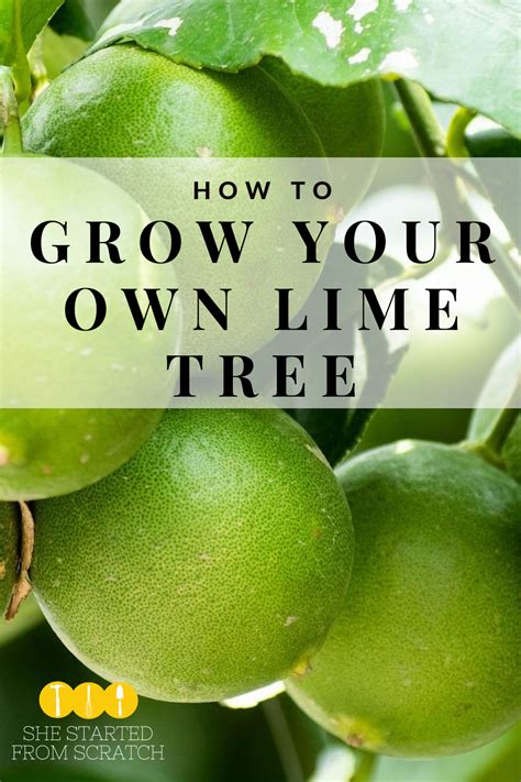 grow   lime tree lime tree lime tree