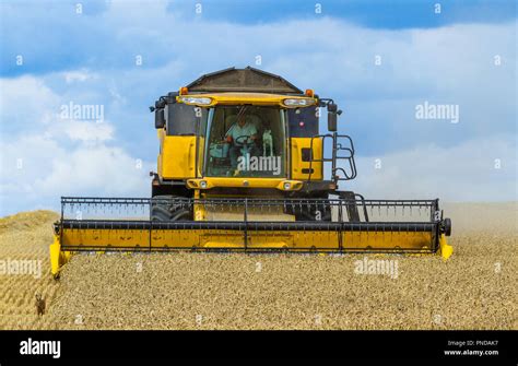 holland combine harvester  work   wheat field frightens