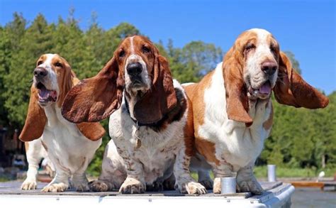 bloodhound  basset hound breed comparison mydogbreeds