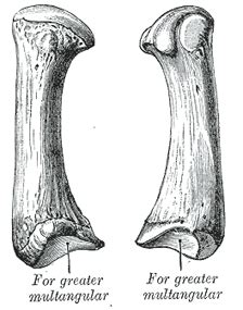 metacarpus human anatomy