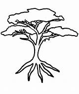 Tree Acacia Drawing Trees African Drawings Clipart Family Trunk Line Coloring Roots Pages Template Cliparts Getdrawings sketch template