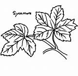 Sycamore Maple sketch template