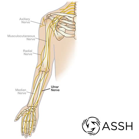 ulnar nerve      peripheral nerves   arm