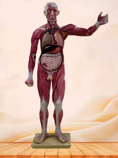 human muscle anatomy model