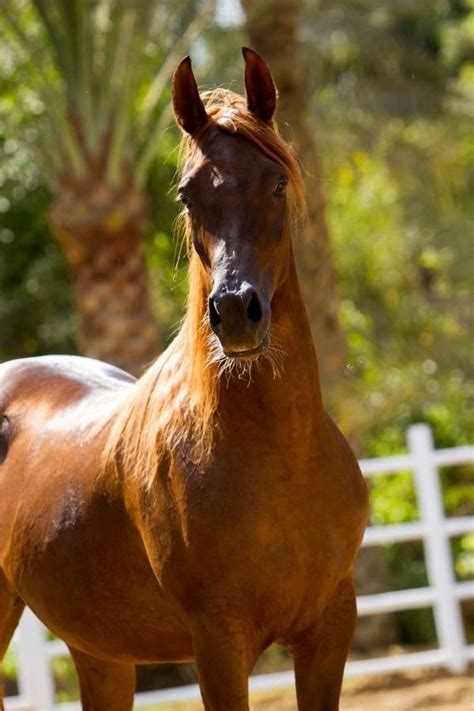 arabier arabians portrait animals beautiful arabian horses ranch dreams pretty horses taurus