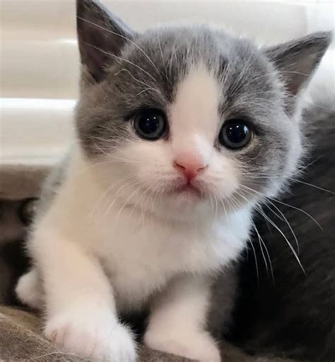 cute 😻 gatos bonitos gatos grises mascotas bonitas