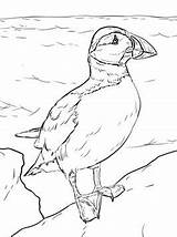 Puffins Coloring Pages Fun Kids sketch template