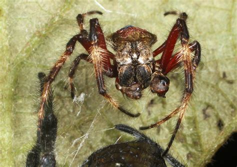 Within The Ritualistic Arena Of Spider Sex Male Darwin S Bark Spiders