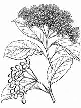 Viburnum Adoxaceae Angiospermas sketch template