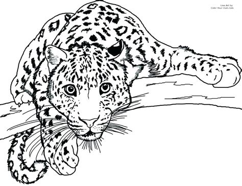 jaguar coloring pages  getdrawings