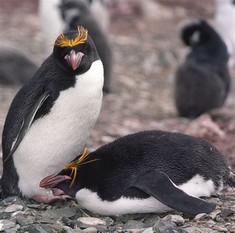 macaroni penguin facts habitat diet pictures