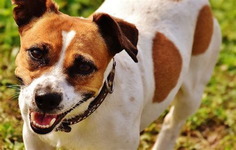jack russell terrier mixes jack russell mixes  pics