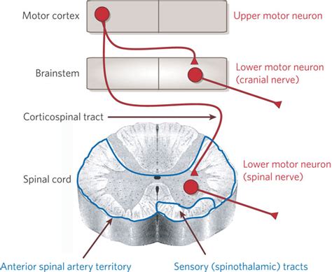motor neuron location