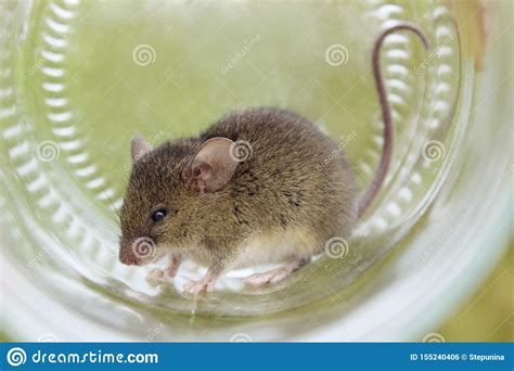 Cute Little Mouse In A Glass Mouse Caught In A Jar Gray