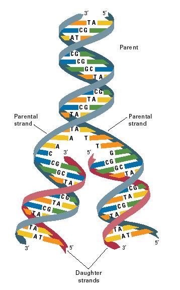 Dna Structure Genetics