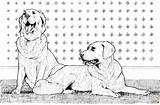 Retriever Retrievers Hond Honden Twee Perros Supercoloring Retreivers Pound Printen Dieren sketch template