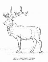 Coloring Caribou Pages Popular Kids Printables sketch template