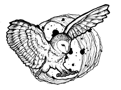 owl picture  print  color owls kids coloring pages