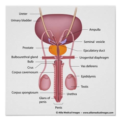 Male Reproductive Organs Dorsal View Labelled Poster Au
