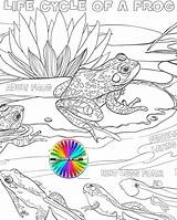 Cycle Life Frog Coloring Getdrawings Drawing Pages sketch template