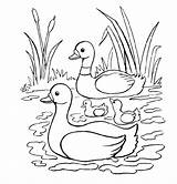 Coloring Mallard Duck Pages Printable Color Getcolorings sketch template