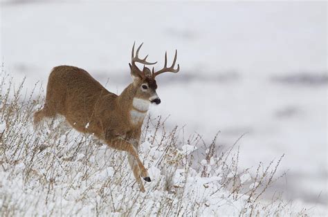 Whitetail Buck Running In Winter Snow Photograph By Tom