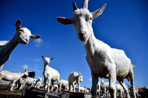 goats   people    minds wjct news