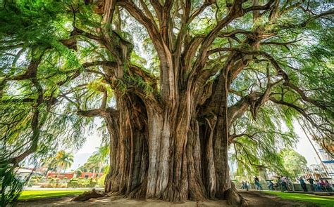 sacred  iconic trees    world blog