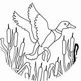 Duck Flying Coloring Pages Mallard Printable Coloringpages Version sketch template