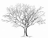 Leaves Tree Drawing Without Trees Clipart Silhouettes Getdrawings sketch template