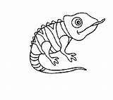 Chameleon Coloring Pages Pascal Tangled Disney Drawing Template Standing Cameleon Getdrawings Designlooter Color Branch Tree Place Paintingvalley 535px 48kb sketch template