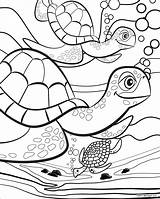 Colouring Turtle Pauletpaula sketch template