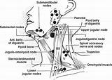 Ch67 Lymph Nodes Node Swellings Levels Lumps Komisch Deko365 sketch template