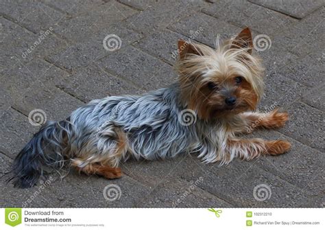 cute small brown dog stock photo image  space faithful