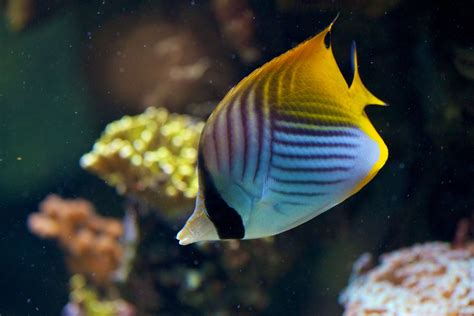 poisson papillon jaune  fish pet reef tank fauna