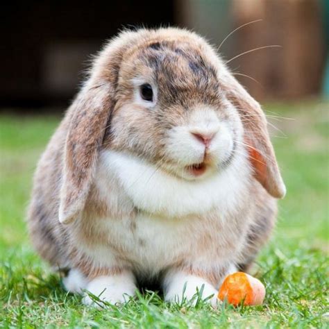 caracteristicas del conejo  ninos odonde viven