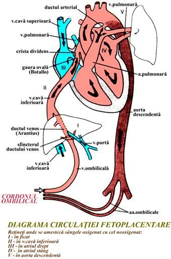 circulatia fetoplacentara