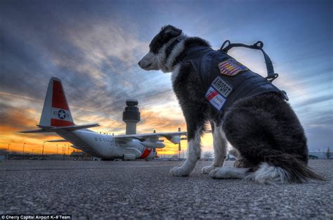 meet piper the adorable border collie who keeps an airport safe daily mail online
