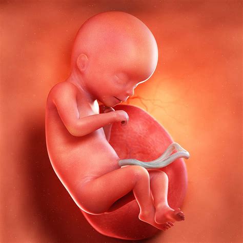 week foetus