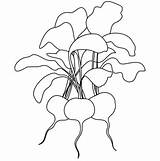 Radish Coloring Radishes Pages Drawing Color Vegetables Print Getcolorings Getdrawings Printable sketch template