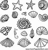 Coloring Pages Shells Fish Sea Colouring Desenhos Mermaid Drawing Seashells Shell Printable Template Background Set Adult Color Under Colorir Seascape sketch template