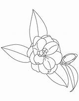 State Camellia Coloring Clipground Bestcoloringpages sketch template