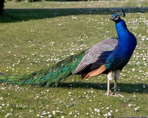 peacocks beautiful bird  wildlife