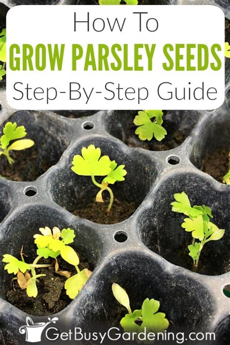grow parsley  seed step  step  busy gardening