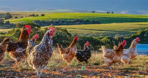poultry farming  south africa