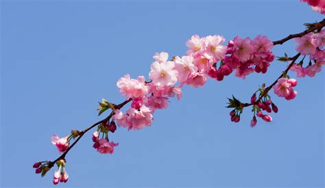 pink blossom flowers  stock photo public domain pictures